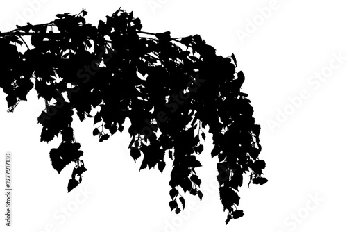 Vector photo of a birch branch in a natural forest landscape.