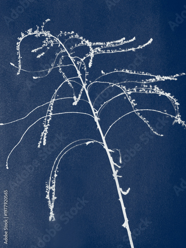 One flowering goldenrod made in cyanotype technique