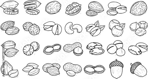 Assorted Nuts and Seeds Hand-Drawn Illustration: Pecan, Walnut, Almond, Cashew, Peanut, Acorn, and More