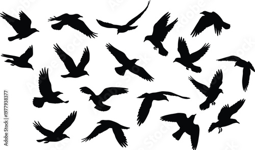 Big collection of black vector flying bird silhouettes including eagles hawks and owls in various flight poses isolated on white background for nature design