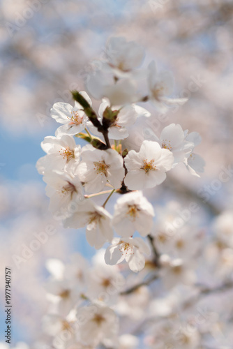 blooming cherry tree