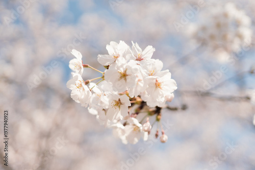 cherry tree blossom
