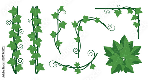 Green ivy vine elements for decoration border design and corner accents featuring swirling tendrils and detailed leaves