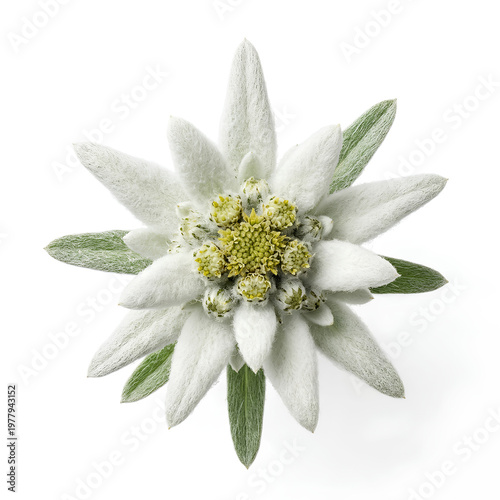 Closeup of a beautiful Edelweiss flower isolated on white background 38.