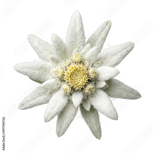 Closeup of a beautiful Edelweiss flower showcasing its delicate petals and intricate details 2.