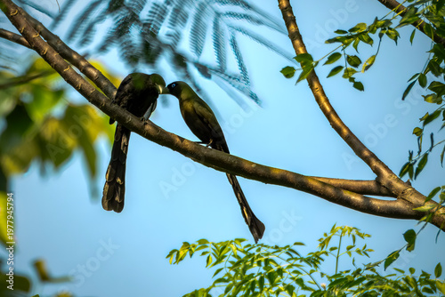 The Racket-tailed Treepie (Crypsirina temia) is a medium-sized bird with glossy black plumage, a distinctive long tail with racket-shaped tips, and bright blue eyes.