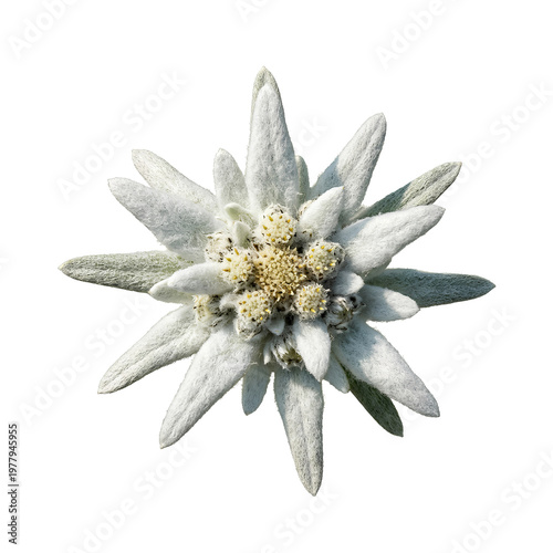 Closeup of a beautiful Edelweiss flower showcasing its delicate petals and unique shape.