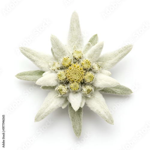 Closeup of a beautiful Edelweiss flower with starshaped petals on white background 1.