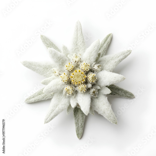 Closeup of a beautiful Edelweiss flower with starshaped petals on white background.