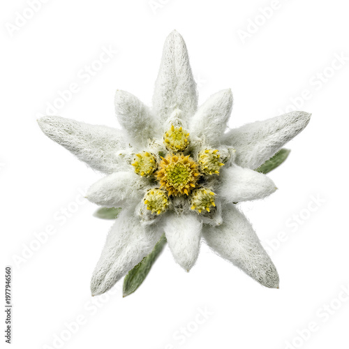 Closeup of a beautiful Edelweiss flower with starshaped petals.