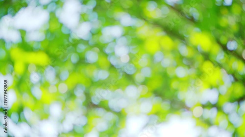 Green nature background, blur bokeh soft sunlight spring forest summer backdrop, beautiful foliage natural glowing spa aroma wallpaper leaf abstract effect beauty blurred