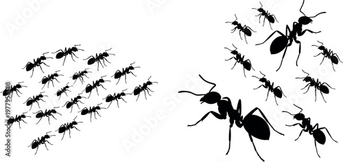 Ant colony silhouettes set with group swarm and close up insects black vector illustration collection isolated on background