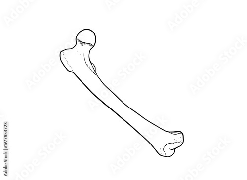 Photos femur bone digital drawing illustration isolated