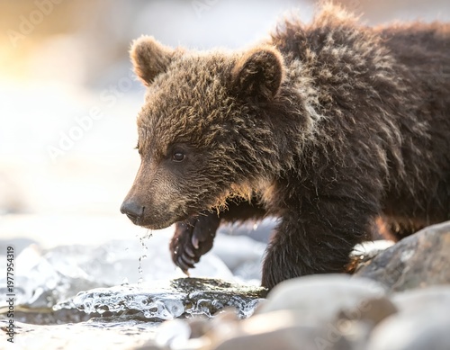 Young Grizzly Bear Cub Exploring Rocky Stream in Natural Habitat.