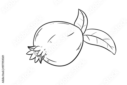 Photos pomegranate digital drawing illustration isolated