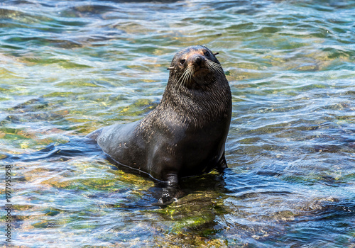 Tableau sur toile New Zealand Fur Seal