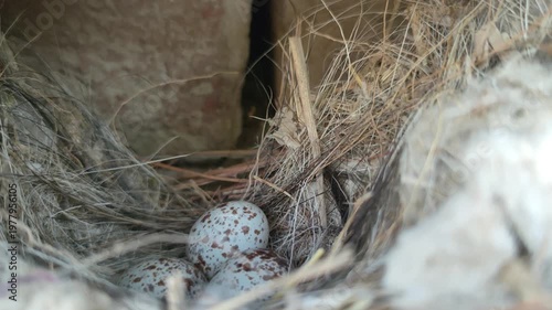 Blue Speckled Bird Eggs in Nest For Wildlife and Nature Concepts