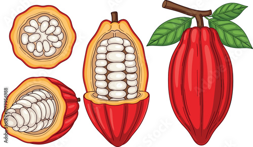 Cacao pod and cocoa beans vector illustration set whole and cut tropical chocolate ingredient isolated on white background