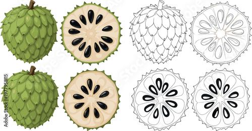 Custard apple fruit vector set with whole and sliced pieces, detailed botanical illustration in color and outline styles