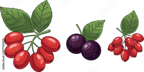 Berry fruit vector set with red and black berries, branches and leaves, fresh botanical illustration isolated on light background