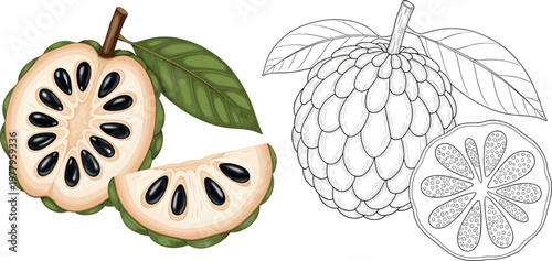 Custard apple fruit collection with whole, cut and sketch styles, tropical organic food illustration in detailed vector set