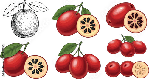 Cornelian cherry fruit collection with whole berries and sliced cross sections, fresh red organic food vector illustration set