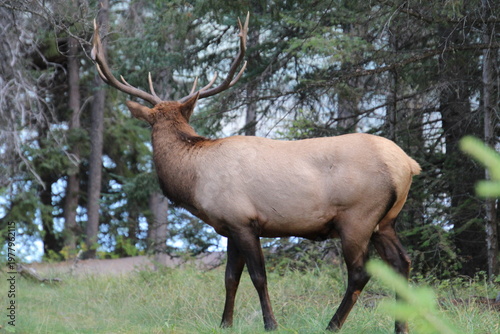 Wallpaper Mural Elk King, Jasper National Park, Alberta Torontodigital.ca
