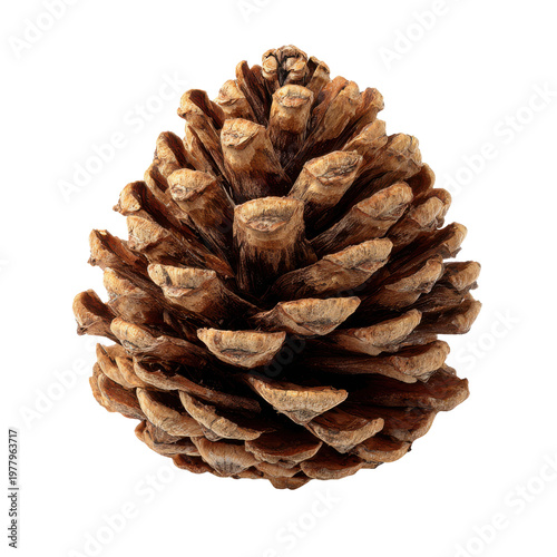Close Up Detailed View of Dried Brown Pine Cone Scales Texture Macro Shot pinecone, Isolated On Black Background, Png Transparent Background, Cut Out