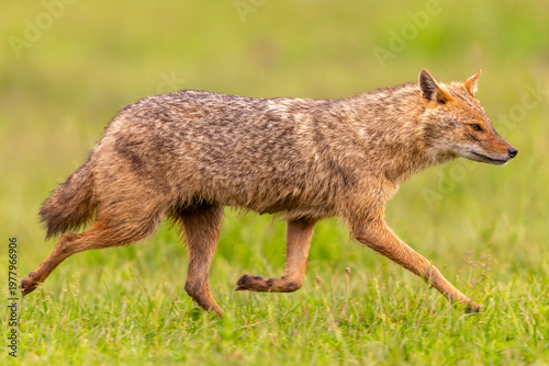 Ein freigestelltes Goldschakal Weibchen in der Seitenansicht über eine Wiese laufend