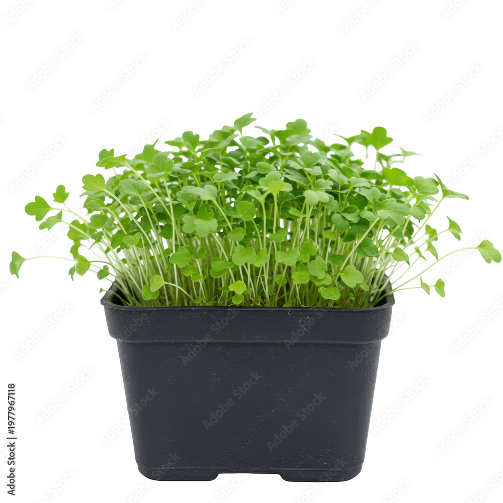 Fototapeta premium Fresh arugula microgreens in a black plastic pot ready to eat isolated on white background