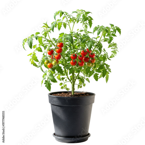 Potted tomato plant with ripe and unripe cherry tomatoes on the vine isolated on white background