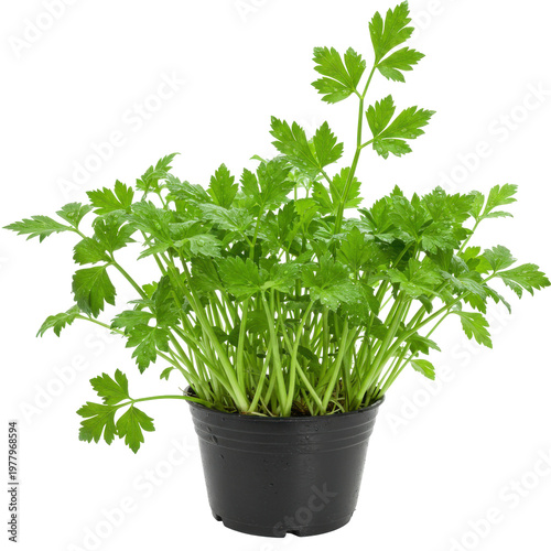 Vibrant green parsley plant in black pot, dewy leaves isolated on white background
