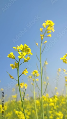 Vibrant Yellow Canola Flowers Swaying Gently In Breeze Under Clear Blue Sky For Nature And Agriculture Concepts
