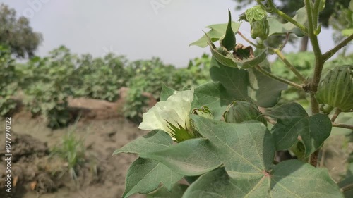 Cotton Plant Blooming In Field With Green Leaves For Agriculture Concepts