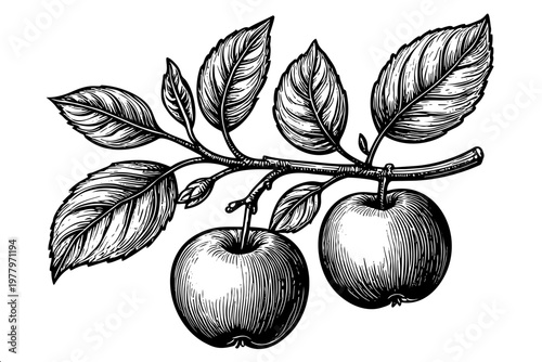 Botanical hand-drawn apple tree branch with detailed fruit and foliage for organic produce and nature content