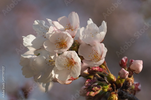 植物　自然　風景　花　夕方　公園