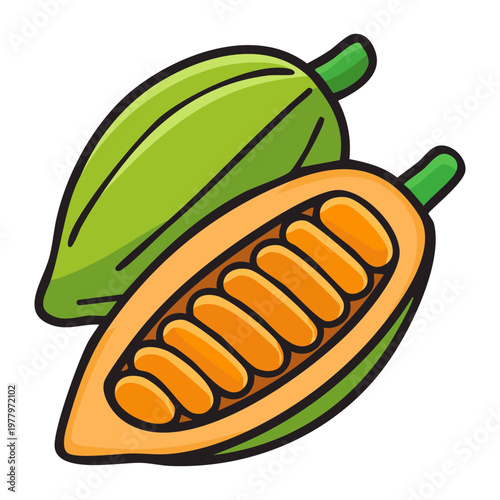 Cocoa beans in pod for chocolate production and healthy organic tropical farm harvest theme for exotic food art - Vector Illustration