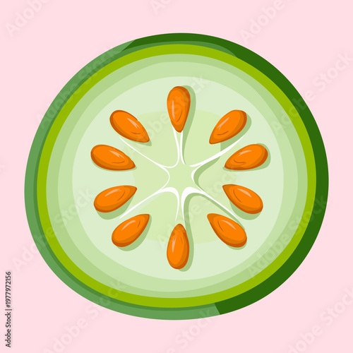 Fresh cucumber slice for healthy organic vegetable recipes and seasonal harvest theme for balanced daily diet nutrition wellness - Vector Illustration