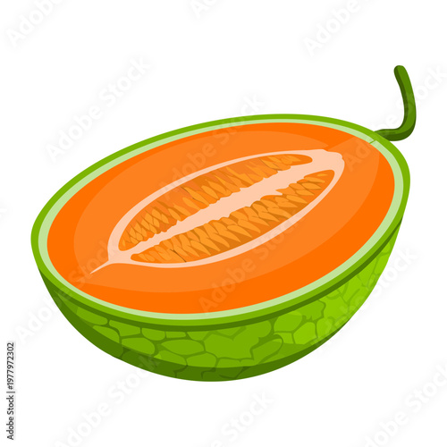 Melon slice for healthy organic fruit snack and refreshing summer tropical dessert for daily balanced nutrition and wellness - Vector Illustration