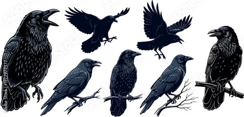 Raven crow bird illustration set with flying perched and detailed engraving styles wildlife vector collection isolated background
