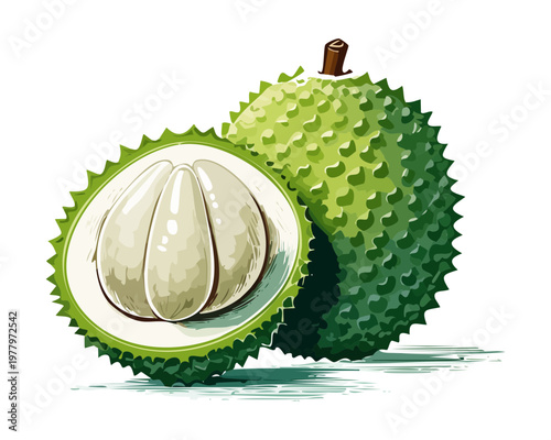 Rambutan fruit with red hairy skin and white juicy flesh for tropical fruit juice packaging design - Vector Illustration