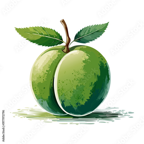Two green plums with leaves for organic jam labels and healthy fruit snacks - Vector Illustration