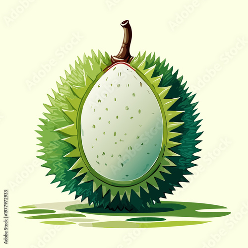 Green durian fruit with white flesh inside showing spiked outer skin for exotic tropical food and Asian delicacy - Vector Illustration