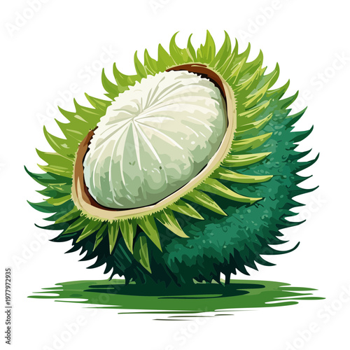Spiky durian fruit cut open to reveal creamy white segments for Southeast Asian cuisine and tropical fruit market - Vector Illustration