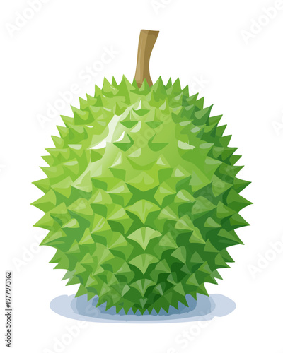 Whole green durian fruit for tropical fruit collection and healthy organic food market posters and flyers - Vector Illustration