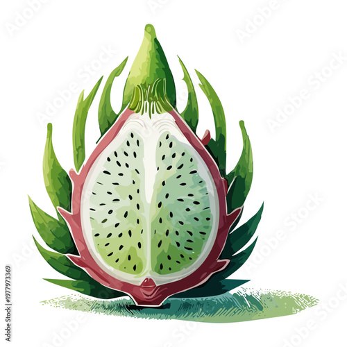 Sliced dragon fruit showing white interior and black seeds for exotic healthy snack and organic food - Vector Illustration