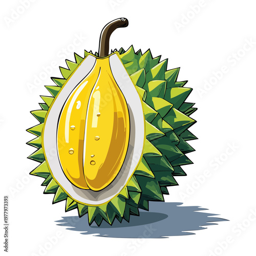 Cut durian fruit showing golden yellow flesh for premium Southeast Asian delicacy and exotic tropical food - Vector Illustration