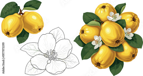 Quince fruit vector illustration set featuring yellow quinces with leaves blossoms and vintage engraved flower outline detailed botanical composition