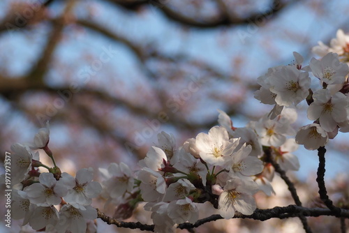 植物　自然　風景　花　夕方　公園