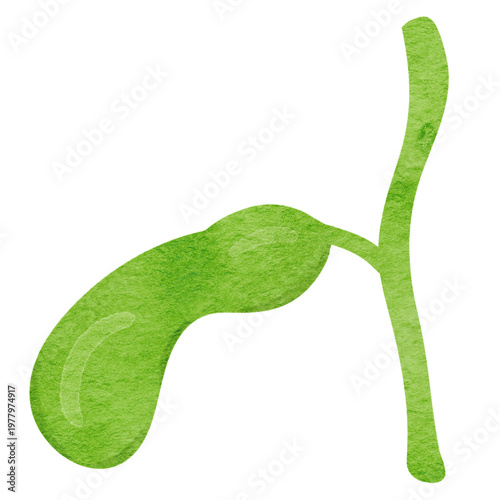 Fotografie Watercolor Illustration of Human Bile